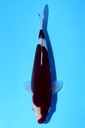 尾形产 24cm 当才 公母不明 347087