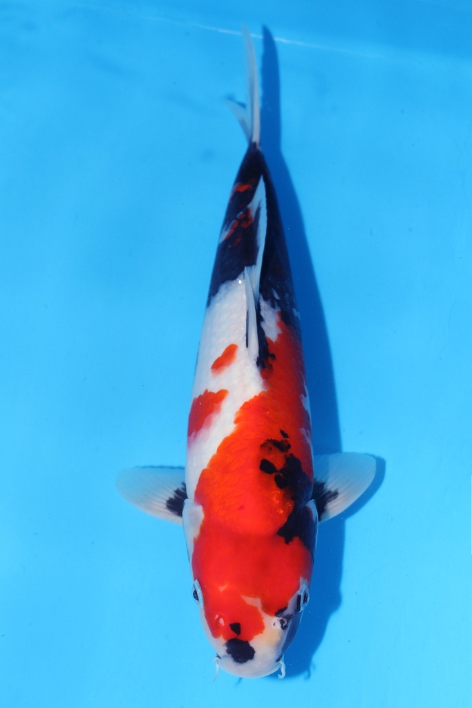 349098 35cm 伊佐产 昭和 当才 雄性