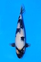 349097 36cm 尾形产 白泻 雄性