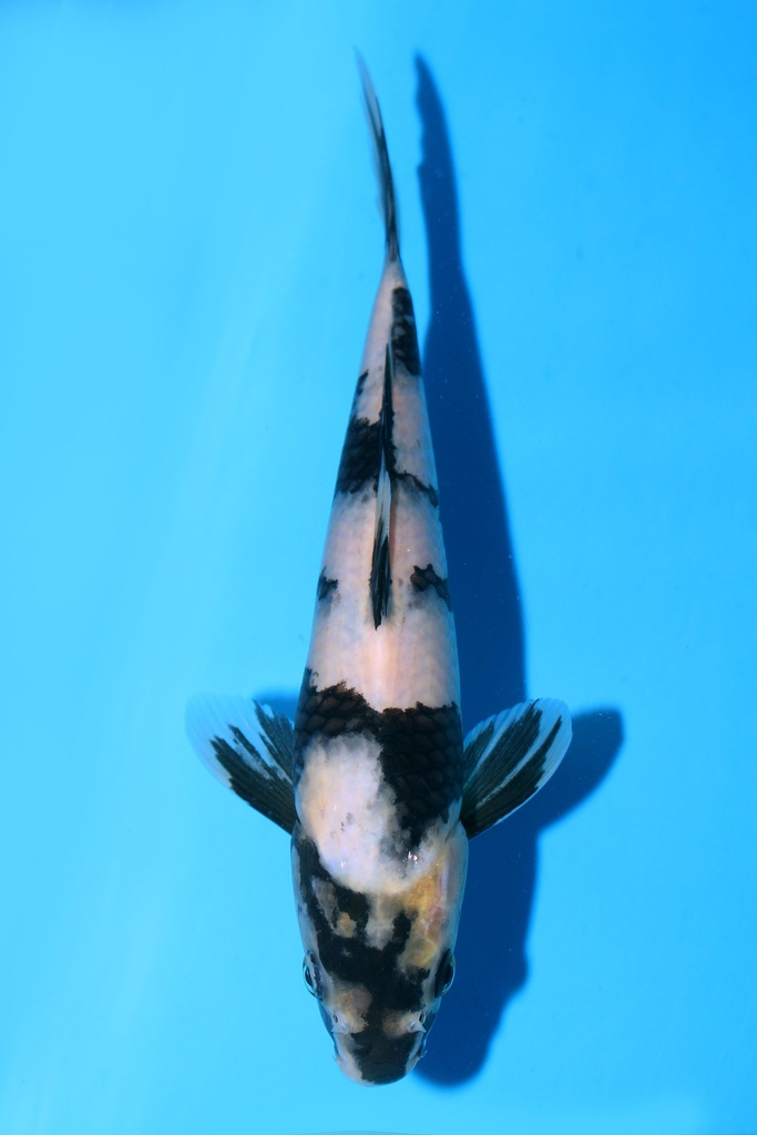 349092 22cm 尾形产 白泻 雄性