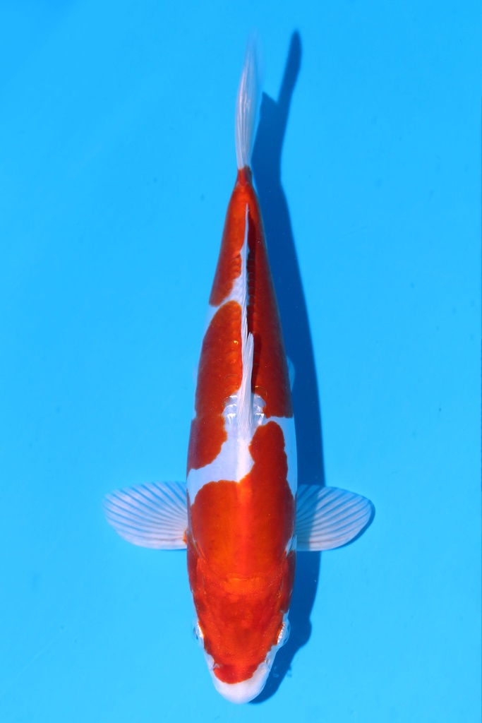 349091 25cm 菅野产 菊水 公母不明