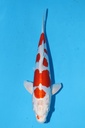 349089 31cm 尾形产 菊水 雌性
