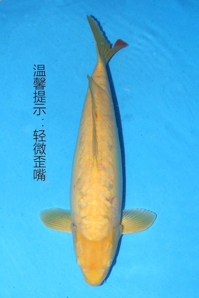 349087 61cm 丸堂产 介子 雌性