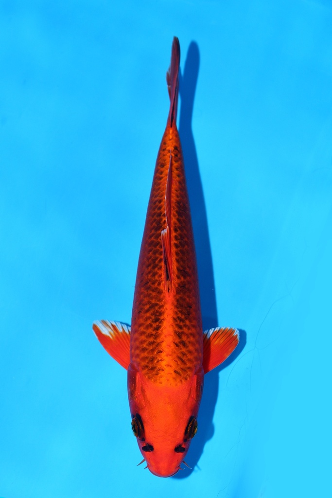 349001 70cm 丸堂产 红白 雌性 (副本) (副本) (副本) (副本) (副本) (副本) (副本) (副本) (副本) (副本) (副本) (副本) (副本) (副本)