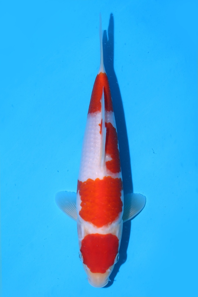 349001 70cm 丸堂产 红白 雌性 (副本) (副本) (副本) (副本) (副本) (副本) (副本) (副本) (副本) (副本) (副本) (副本) (副本) (副本) (副本)