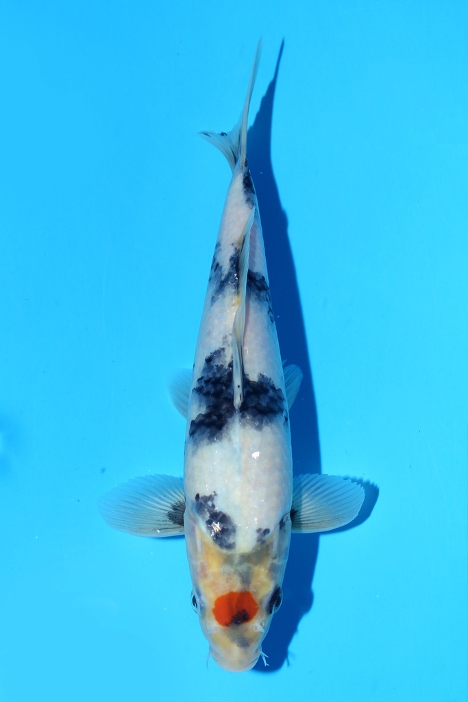 349084 25cm 尾形产 丹顶昭和 雄性