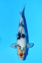 349084 25cm 尾形产 丹顶昭和 雄性