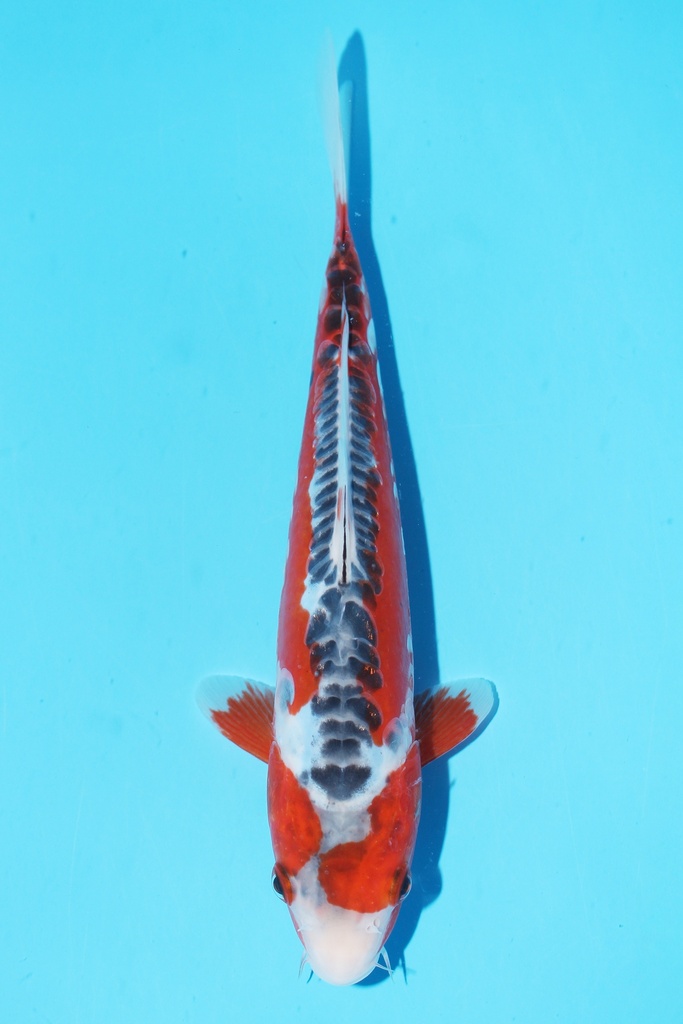 349001 70cm 丸堂产 红白 雌性 (副本) (副本) (副本) (副本) (副本) (副本) (副本) (副本) (副本) (副本) (副本) (副本) (副本) (副本) (副本) (副本) (副本) (副本)