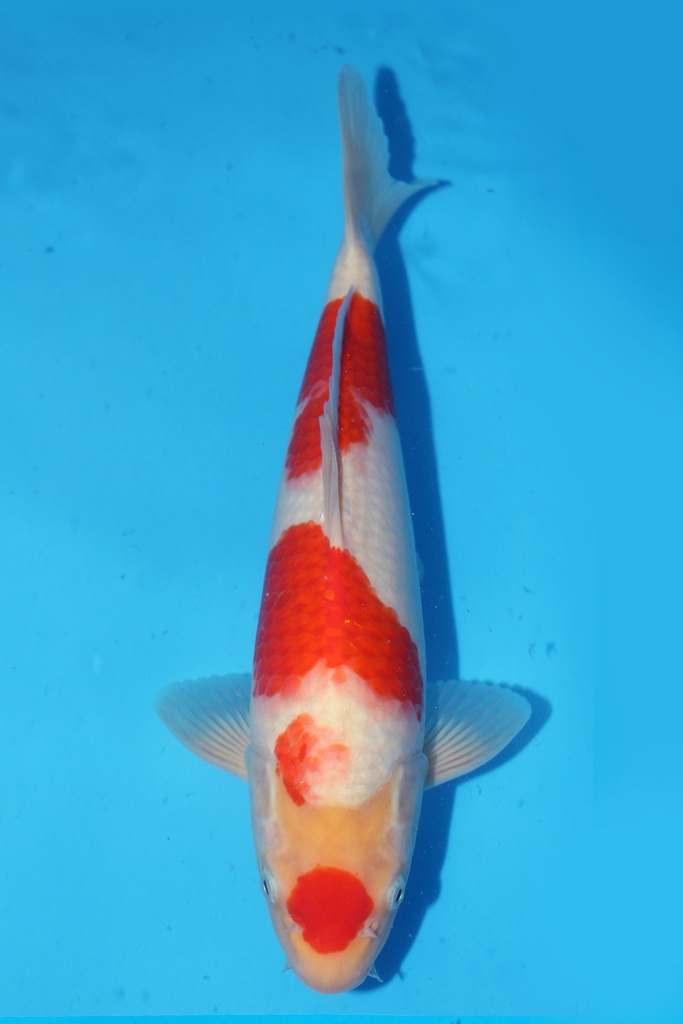 349078 35cm 桃太郎产 红白 雄性