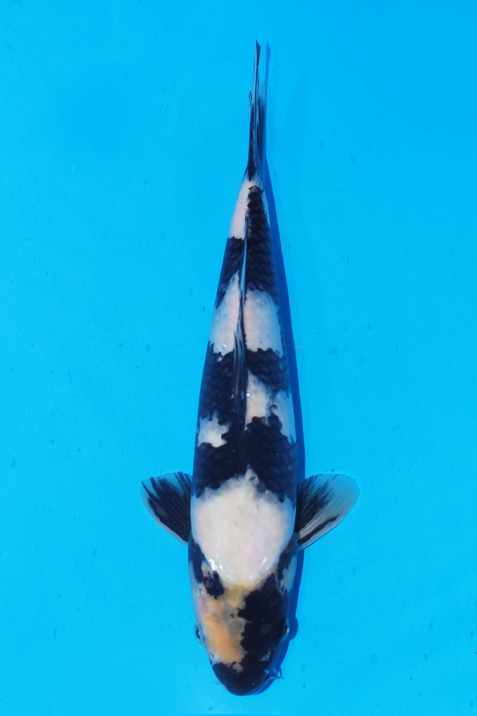 349076 38cm 尾形产 白泻 雄性