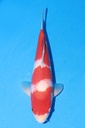 349075 39cm 阪井产 红白 雄性