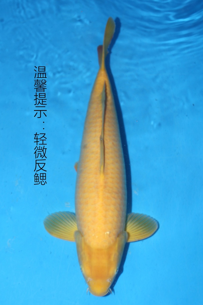 349069 60cm 丸堂产 介子 雌性