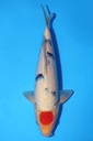 349066 35cm 桃太郎产 丹顶三色 雄性
