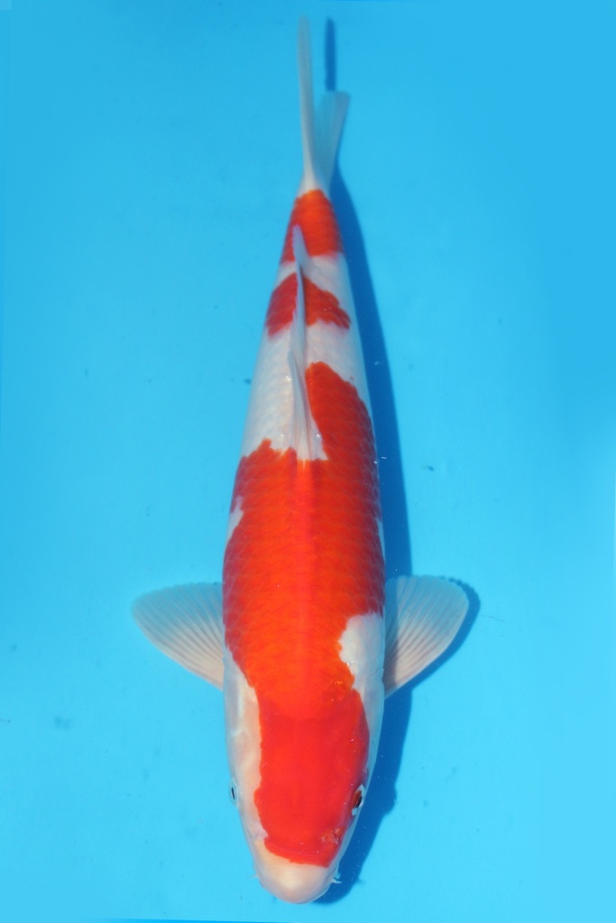 349063 38cm 桃太郎产 红白 雄性