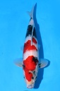349061 38cm 尾形产 昭和 雄性