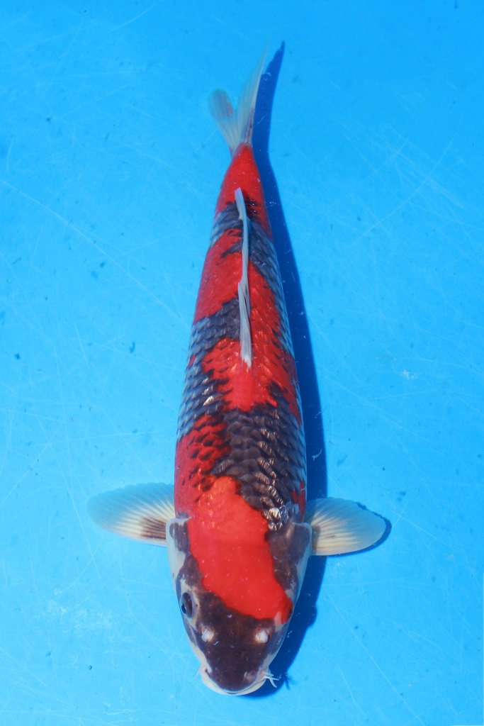 349059 40cm 川上产 银鳞五色 雌性