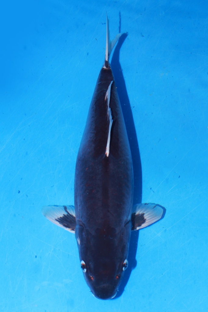 349001 70cm 丸堂产 红白 雌性 (副本)