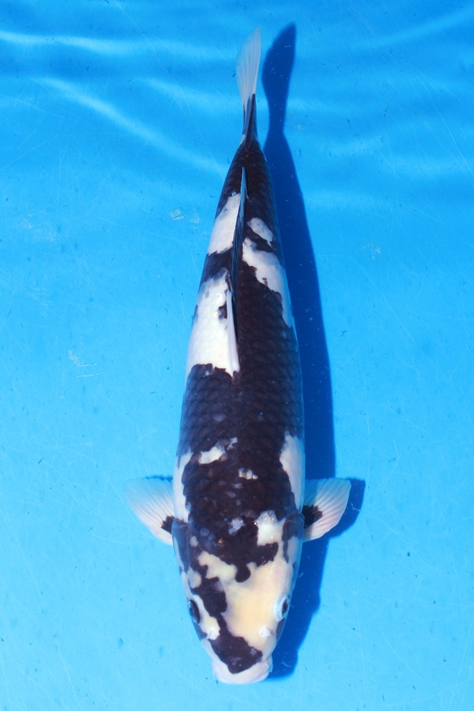 349001 70cm 丸堂产 红白 雌性 (副本) (副本) (副本)