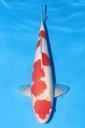 349049 54cm 桃太郎产 红白 雌性