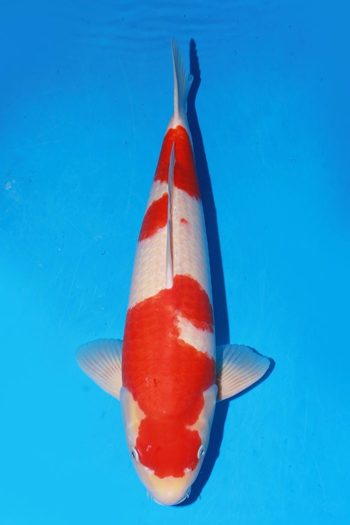 349047 58cm 桃太郎产 红白 雄性