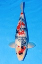 349043 50cm 大日产 昭和 雄性
