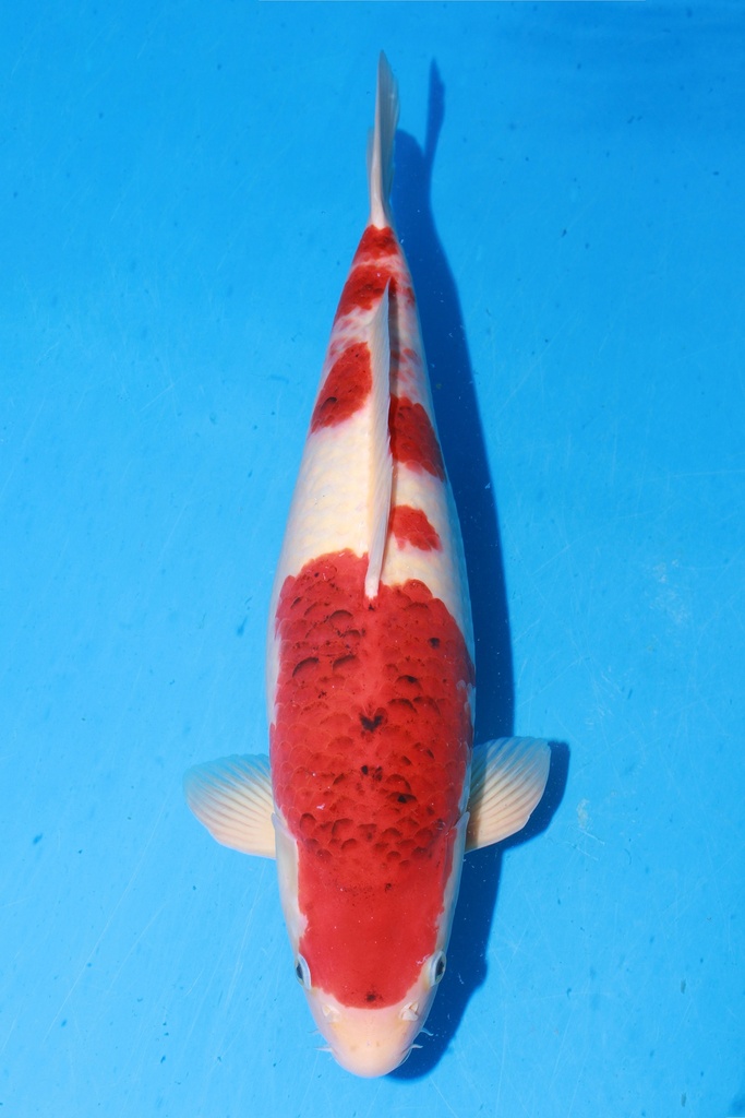 349042 51cm 尾形产 蓝衣 雌性