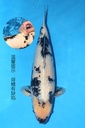 349034 58cm 大日产 白泻 雌性