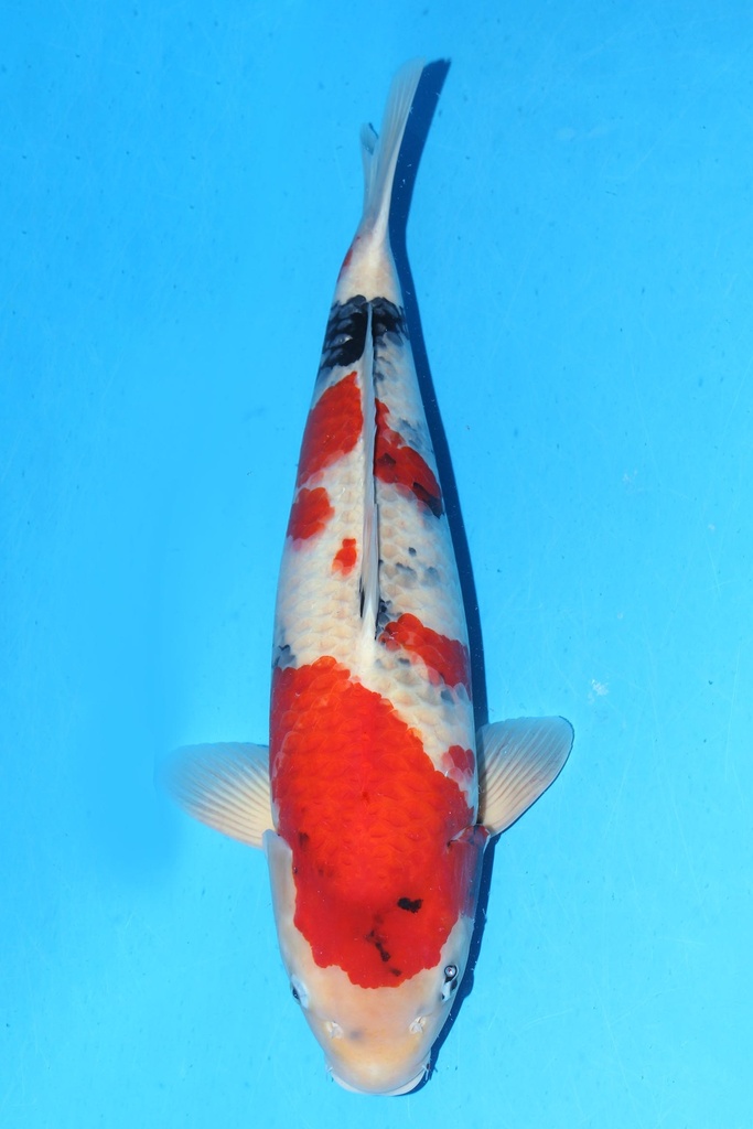 349001 70cm 丸堂产 红白 雌性 (副本) (副本) (副本) (副本) (副本) (副本) (副本)