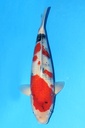 349030 62cm 大日产 昭和 雌性