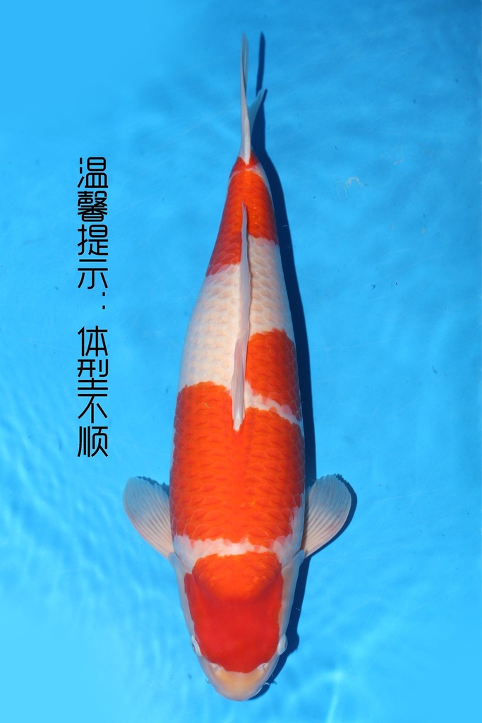 349029 63cm 阪井产 红白 雌性