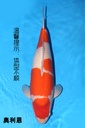 349031 63cm 阪井产 红白 二才 雌性