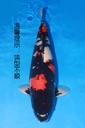 349026 70cm 阪井产 昭和 雌性