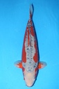 349024 71cm 尾形产 秋翠 雌性