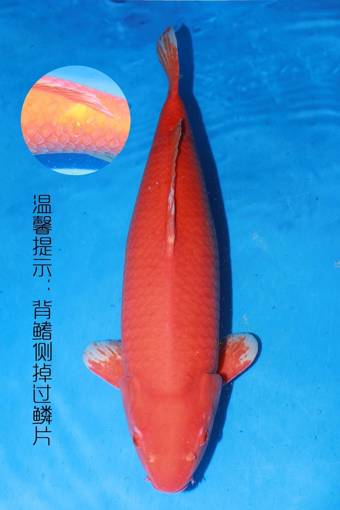349022 74cm 尾形产 火鲤 雌性