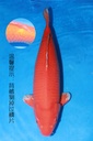 349022 74cm 尾形产 火鲤 雌性