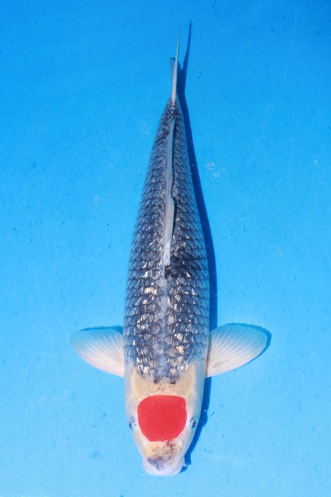 349006 55cm 菅野产 银鳞丹顶五色 雌性