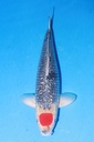 349006 55cm 菅野产 银鳞丹顶五色 雌性