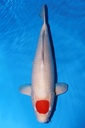 349015 59cm 丸重产 丹顶 雌性