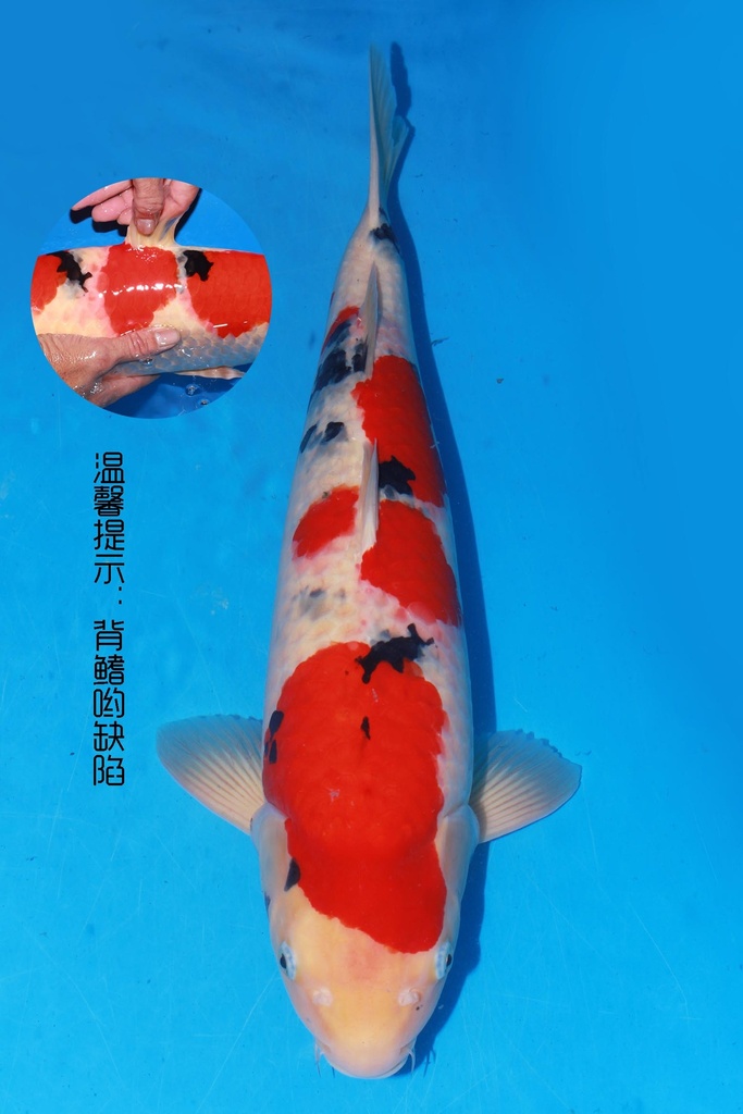 349014 60cm 阪井产 大正 雌性