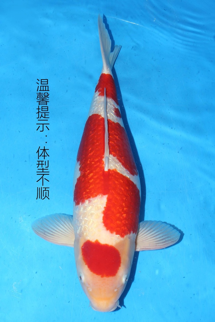349012 66cm 大日产 银鳞红白 雌性