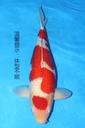 349012 66cm 大日产 银鳞红白 雌性