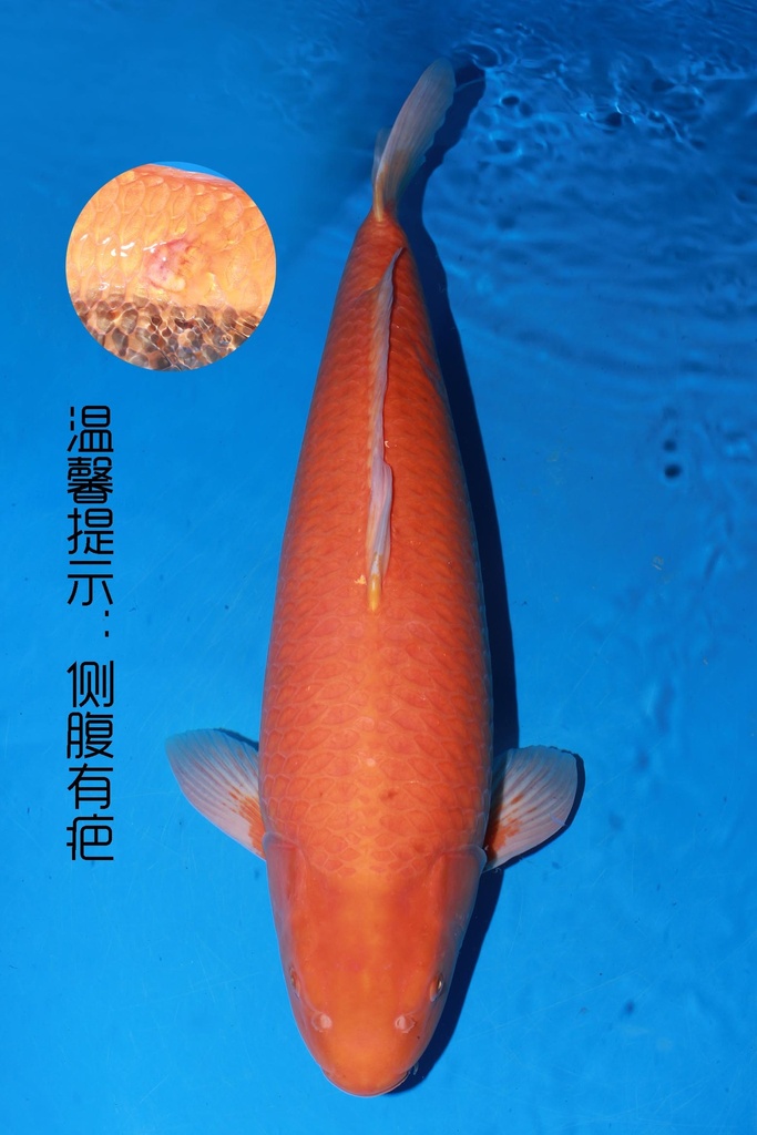 349002 82cm 大日产 黄猿 雌性