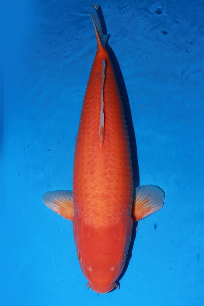 349001 70cm 丸堂产 红白 雌性 (副本) (副本) (副本) (副本) (副本) (副本) (副本) (副本) (副本) (副本)