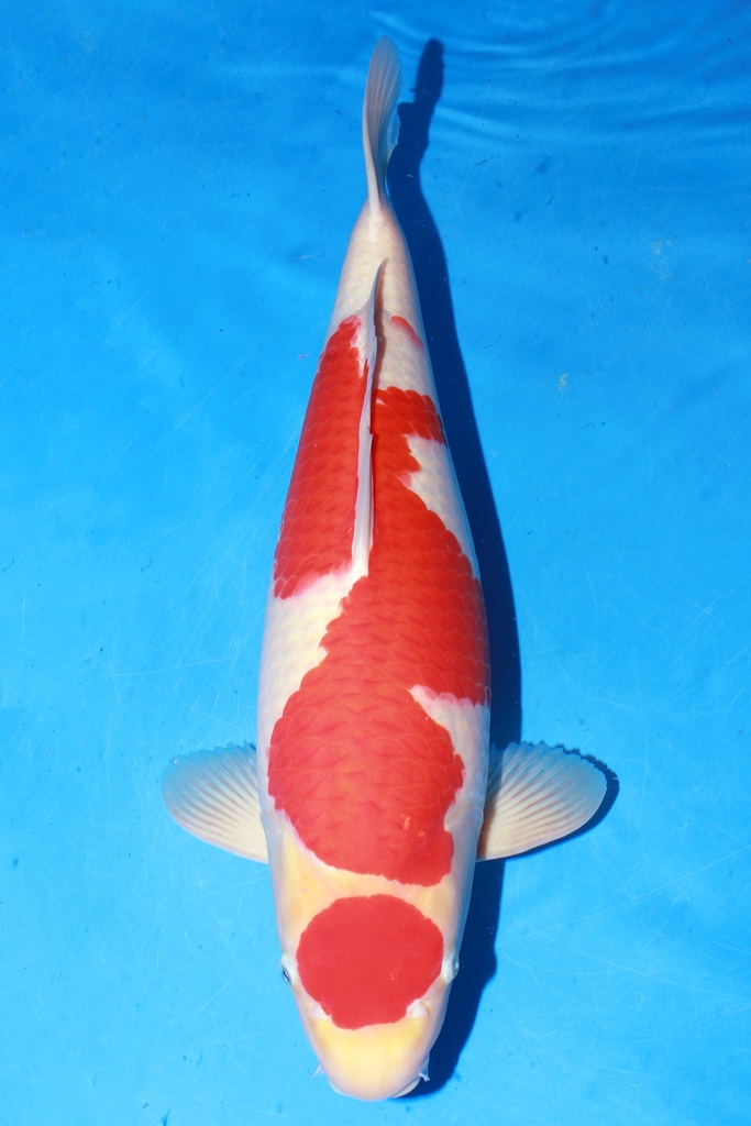 349003 64cm 丸堂产 红白 雌性