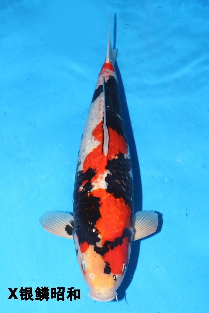 349001 70cm 丸堂产 红白 雌性 (副本) (副本) (副本) (副本) (副本) (副本) (副本) (副本) (副本) (副本) (副本) (副本) (副本)