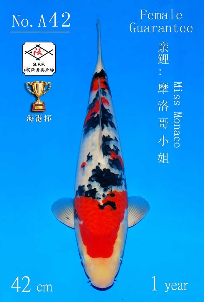 A42 阪井大正 42CM 当才 摩洛哥小姐 雌性保证（附视频）