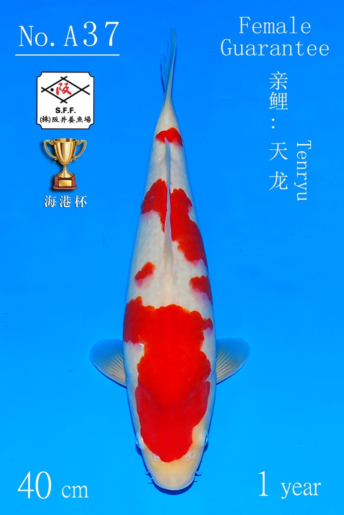 A37 阪井红白 40CM 当才 天龙（附视频）