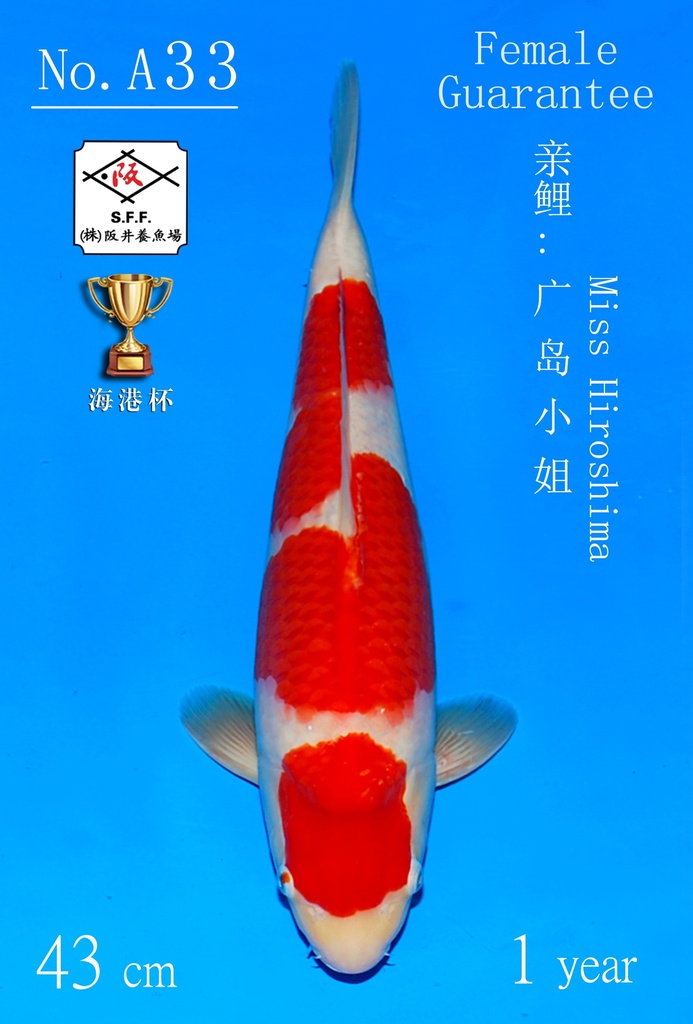 A33 阪井红白 43CM 当才 广岛小姐（附视频）