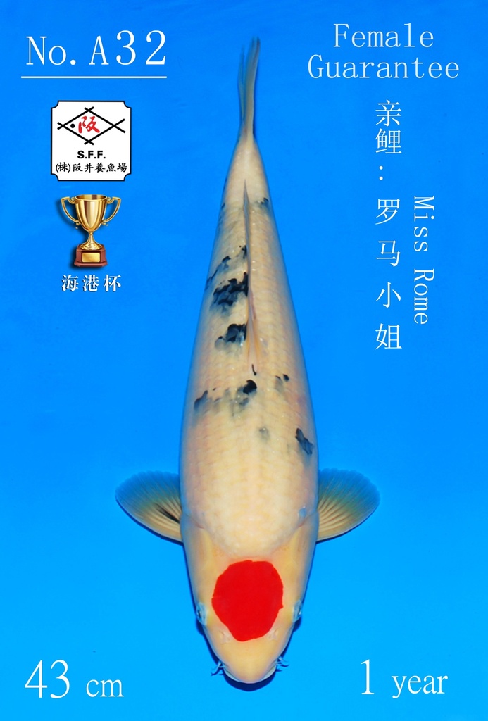 A32 阪井丹三 43CM 当才 罗马小姐（附视频）