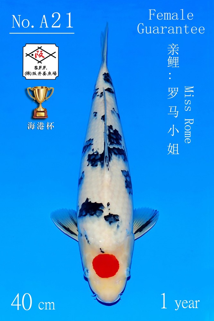 A21 阪井丹顶三色 40CM 当才 罗马小姐 雌性保证（附视频）